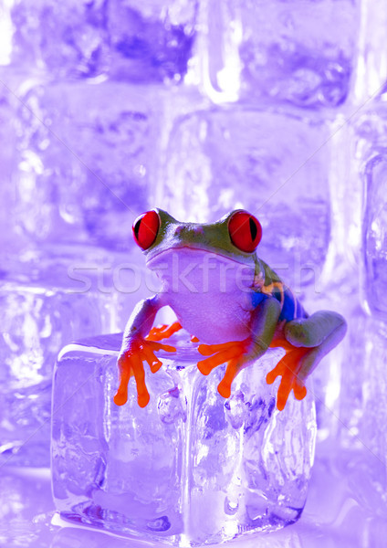 экзотический лягушка красочный природы красный тропические Сток-фото © JanPietruszka