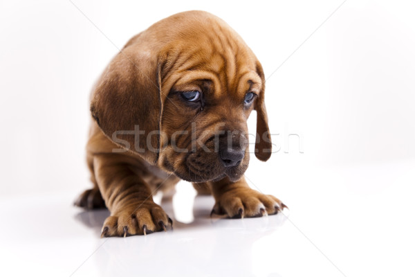 Puppy weinig hond baby honden jonge Stockfoto © JanPietruszka