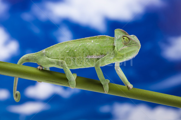 Foto stock: Camaleão · blue · sky · atravessar · fundo · retrato · animais