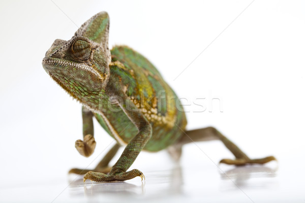 Chameleon jasne żywy egzotyczny klimat baby Zdjęcia stock © JanPietruszka