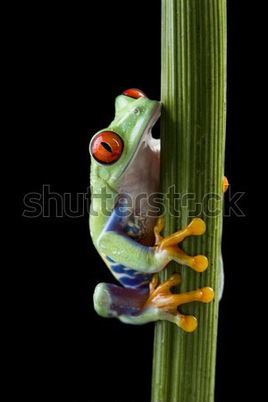 Red eye tree frog on leaf on colorful background Stock photo © JanPietruszka