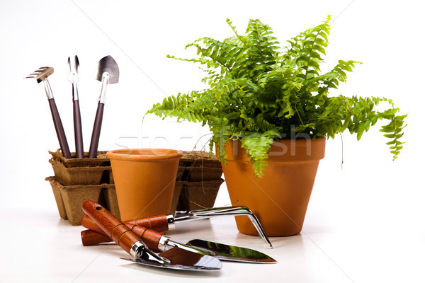 Stock photo: Gardening equipment of green plants