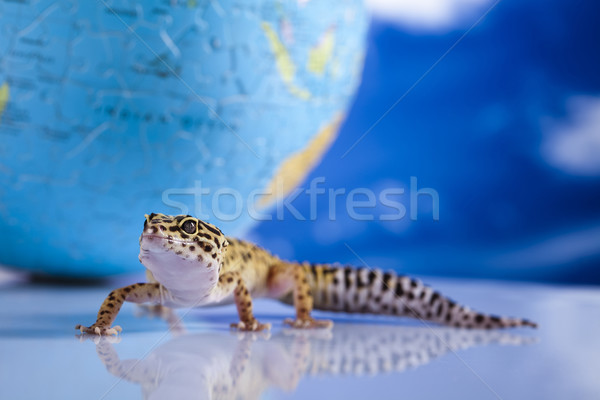 Globe in gecko Stock photo © JanPietruszka