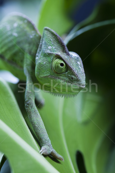Chameleon крест фон портрет животные смешные Сток-фото © JanPietruszka
