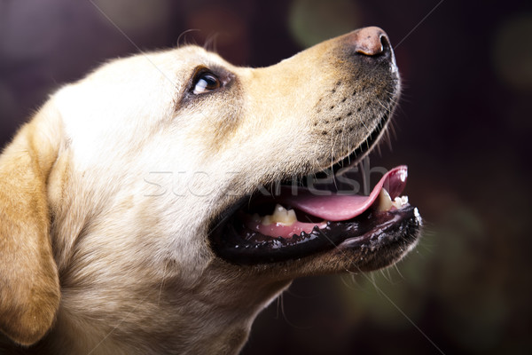 Stock fotó: Labrador · retriever · kutya · arc · portré · állat · kutyakölyök