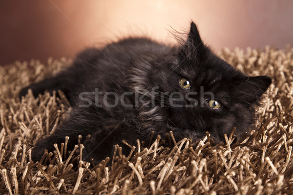 Poesje grappig kitten oog katten dier Stockfoto © JanPietruszka