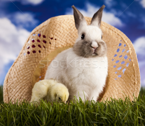 赤ちゃん バニー 緑の草 春 ウサギ ストックフォト © JanPietruszka