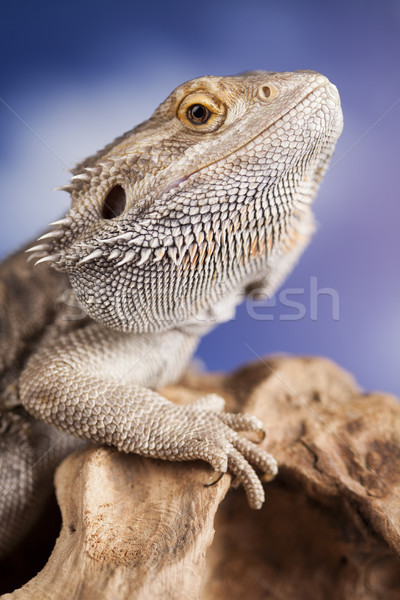 Agama bearded, pet on black background, reptile  Stock photo © JanPietruszka