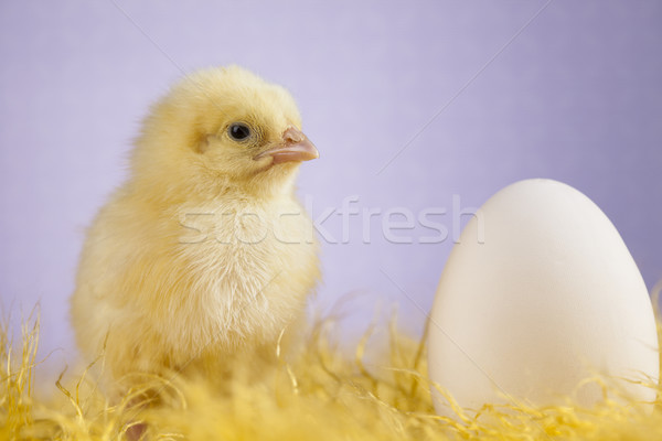 Easter young chick, Easter egg Stock photo © JanPietruszka