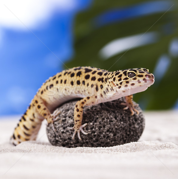 небольшой геккон рептилия ящерицы глаза зеленый Сток-фото © JanPietruszka