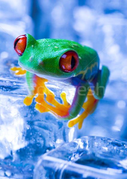 Exotic frog in indonesia, Rhacophorus reinwardtii on colorful ba Stock photo © JanPietruszka