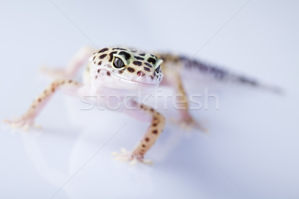 Geko parlak renkli canlı beyaz hayvan Stok fotoğraf © JanPietruszka