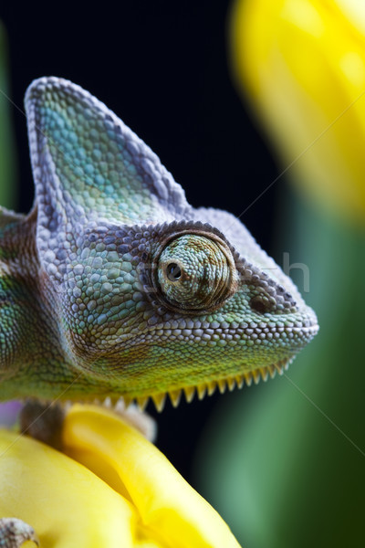 Camaleón brillante exótico clima flor Foto stock © JanPietruszka