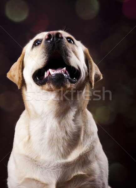 Dog, Labrador Retriever  Stock photo © JanPietruszka