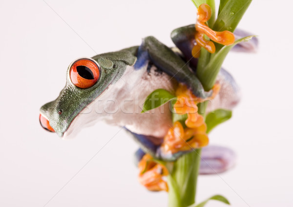 Stock photo: Red eye tree frog on colorful background