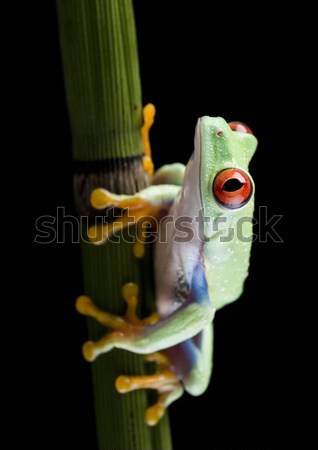 Stockfoto: Boomkikker · kleurrijk · natuur · Rood · kikker · tropische