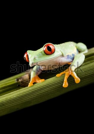 Red eye tree frog on leaf on colorful background Stock photo © JanPietruszka