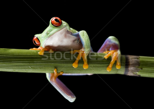 [[stock_photo]]: Exotique · grenouille · coloré · nature · rouge · tropicales