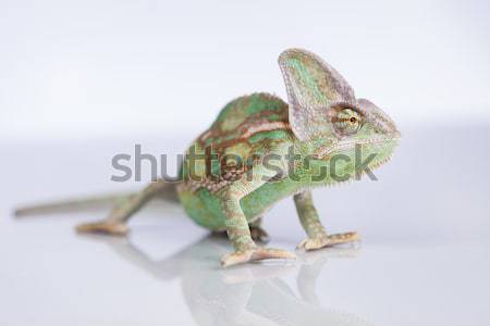Verde blanco camaleón lagarto aislado bebé Foto stock © JanPietruszka