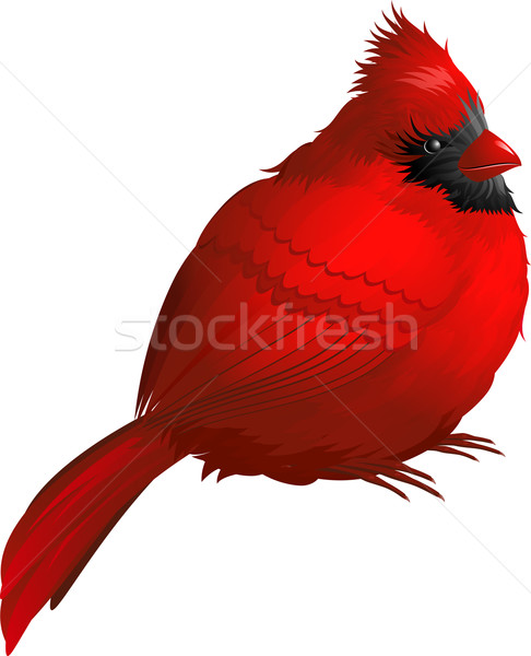 Kuş yalıtılmış beyaz eps doğa kırmızı Stok fotoğraf © jara3000