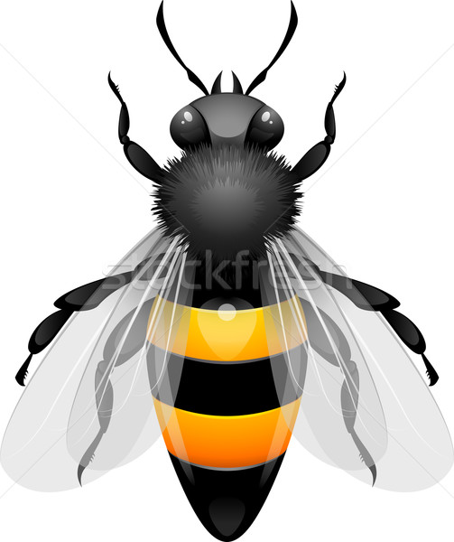 Honigbiene weiß eps 10 Malerei Tiere Stock foto © jara3000