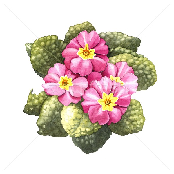 primrose, watercolor  Stock photo © jara3000