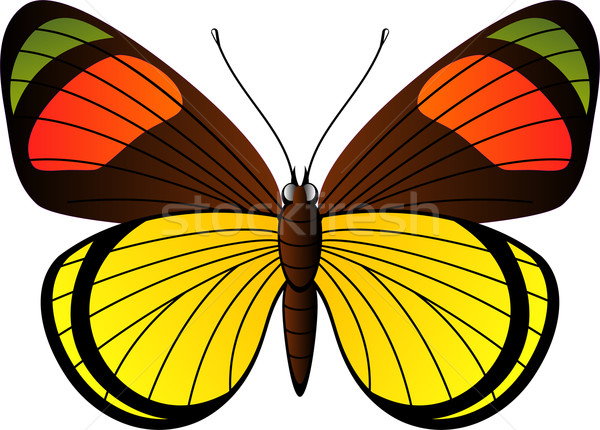 Stock photo: Beautiful tropical butterfly