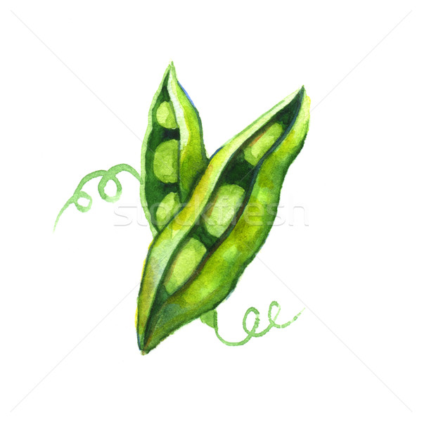 Aquarel illustratie witte voedsel vruchten plant Stockfoto © jara3000