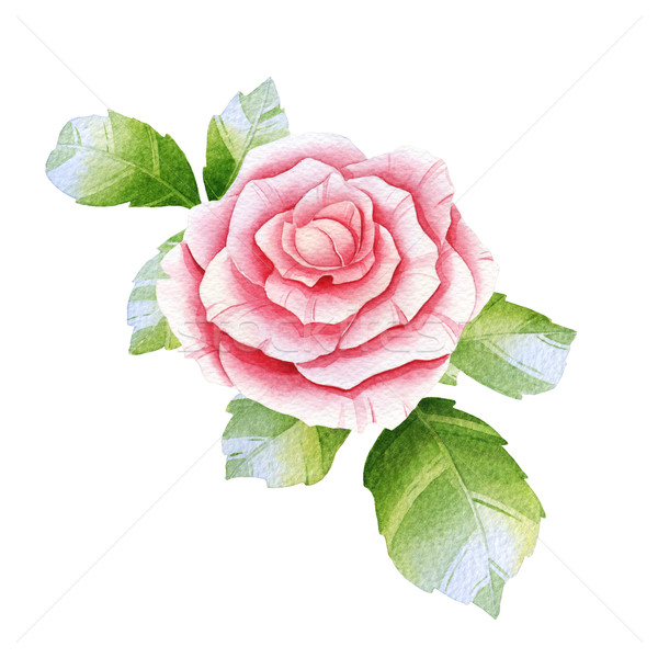 Pink watercolor rose Stock photo © jara3000