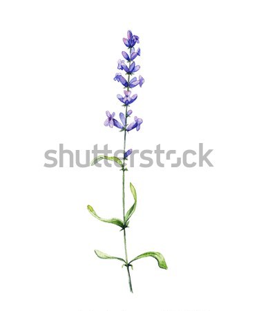 Lavanda acquerello illustrazione bianco natura foglia Foto d'archivio © jara3000