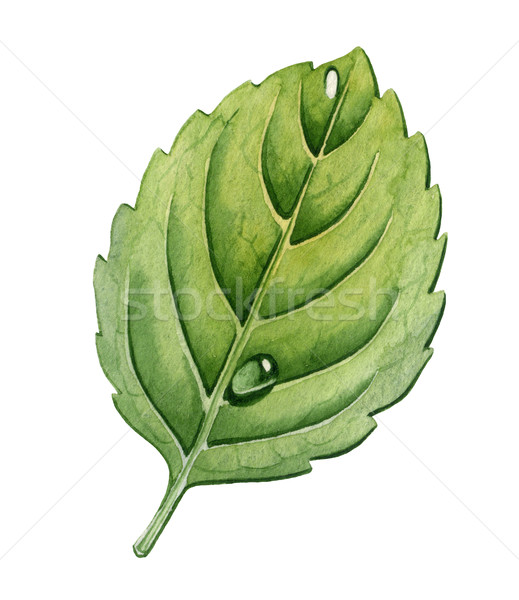 Leaf of mint on a white background Stock photo © jara3000