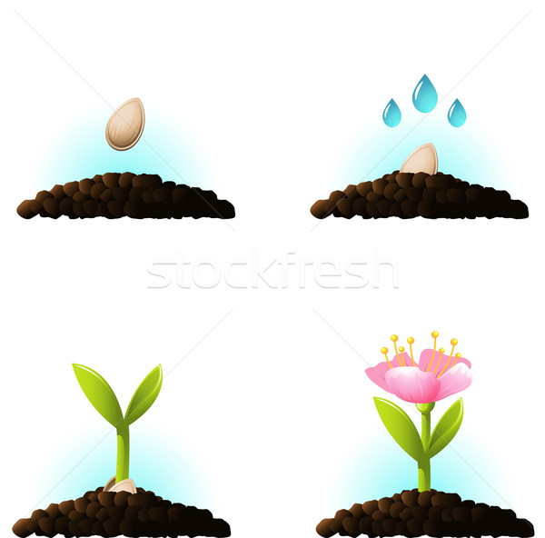 Zaad spruit vector iconen ingesteld eps Stockfoto © jara3000