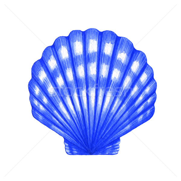 Scallop shell Stock photo © jara3000