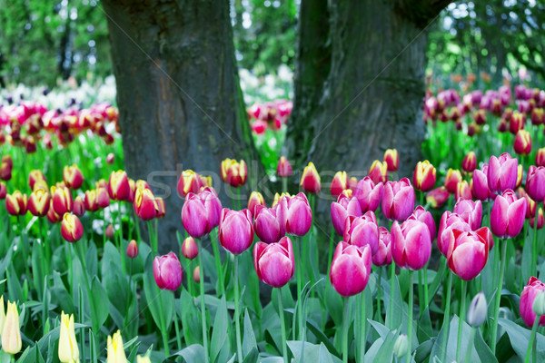 Colorful sea of beautiful tulips in full bloom Stock photo © jarenwicklund