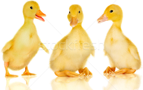 Three cute yellow ducklings together on white background Stock photo © jarenwicklund