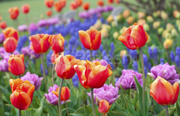 Belo campo colorido tulipas flores natureza Foto stock © jarenwicklund