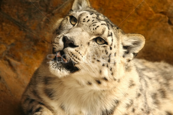 Snow leopard Stock photo © jarenwicklund