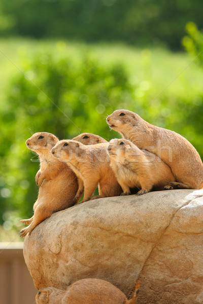 Prairie dogs on rock Stock photo © jarenwicklund