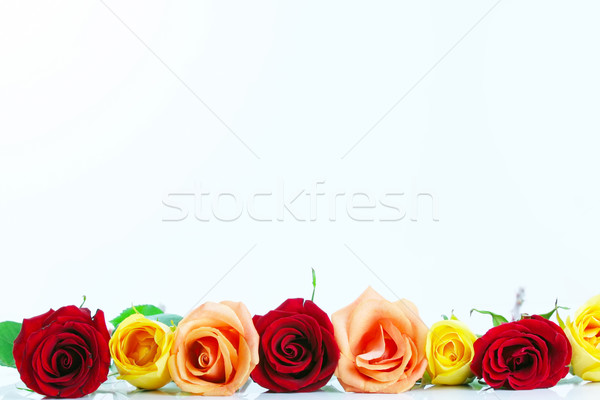 Stock photo: Red, yellow and peach color roses lined up isolated on white 