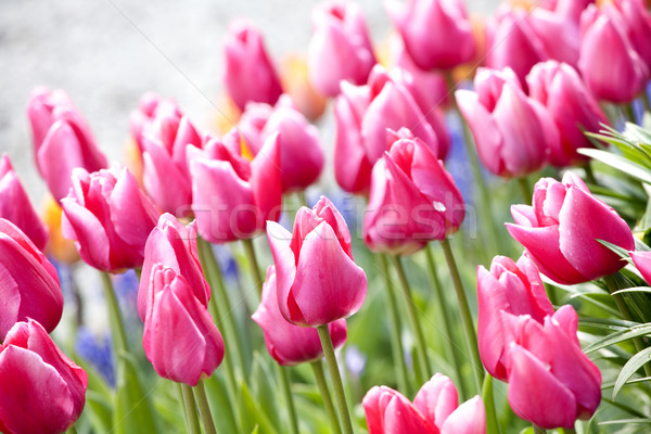 Colorful sea of beautiful tulips in full bloom. “Courtesy of RoozenGaarde (Tulips.com).” Stock photo © jarenwicklund