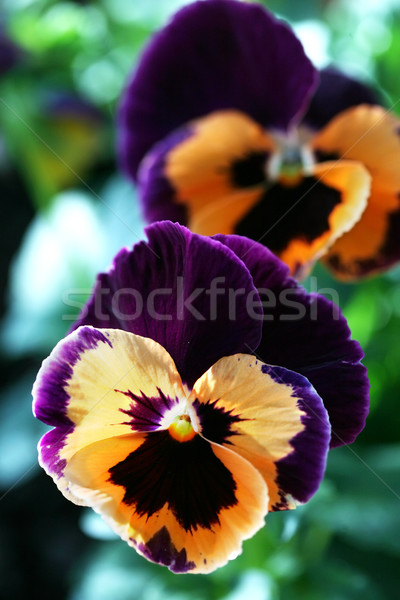 Beautiful orange and purple pansy closeup Stock photo © jarenwicklund