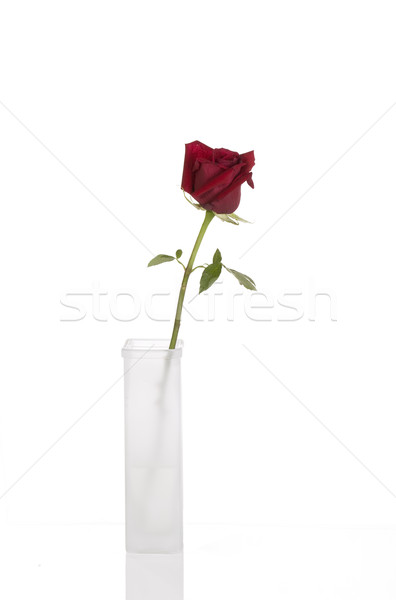 Belle Rose Red blanche vase isolé [[stock_photo]] © jarenwicklund