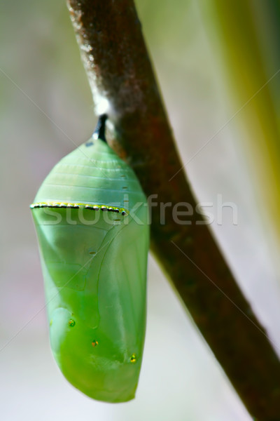 Pale green chrysallis of the Monarch butterfly Stock photo © jarenwicklund