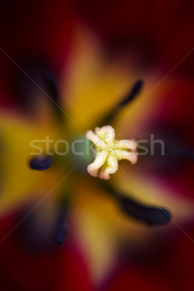 Inside  red tulip, shallow DOF, focus on pistil Stock photo © jarenwicklund