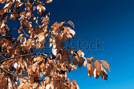 ősz gyönyörű kék ég textúra fa természet Stock fotó © jarin13