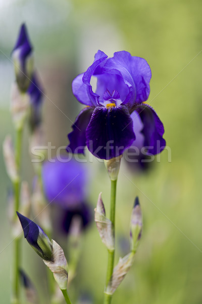 Iris bahçe çiçekler ev bahar Stok fotoğraf © jarin13