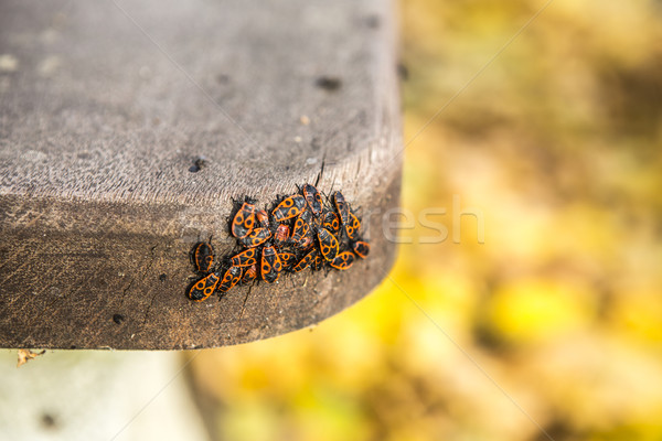 Stockfoto: Rood · bugs · veel · bank · zwarte · grond