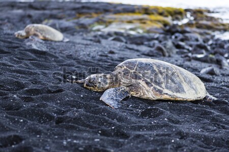 beautiful big turtle lying on black sand Stock photo © jarin13