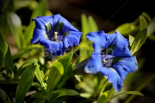 Fiore blu giardino primavera primo piano blu fiori Foto d'archivio © jarin13