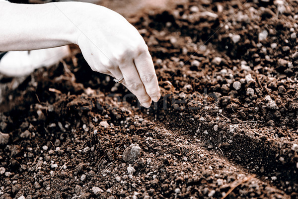 woman hand sowing seed Stock photo © jarin13